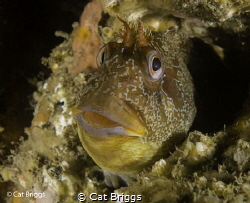 Tompot Blenny
On one of the boilers of the Tpot by Cat Briggs 